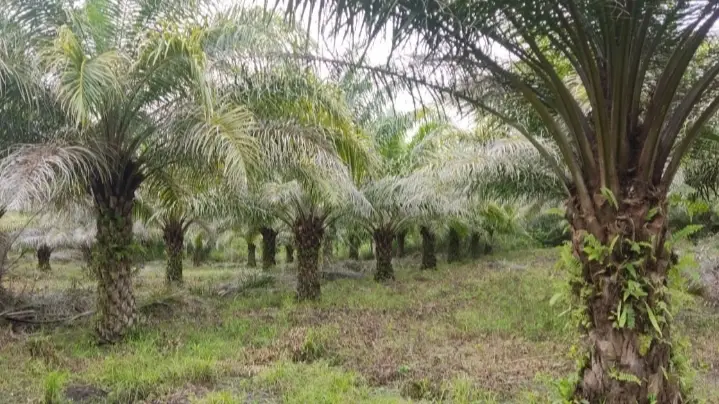 Sawit Jadi Tumpuan Hidup, Petani di Toili Ini Ucapkan Terimakasih ke PT.KLS